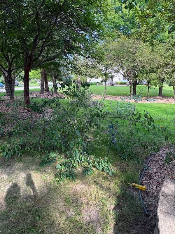 Cut branches spread across a lawn under mature trees
