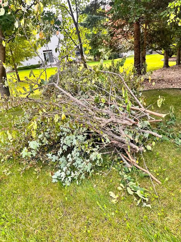 Pile of cut branches and brush on a lawn